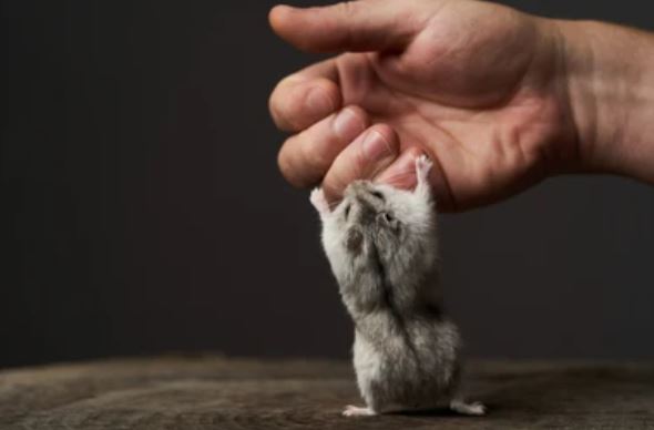 Ano ang Rat Bite Fever : Sintomas at Gamot sa kagat