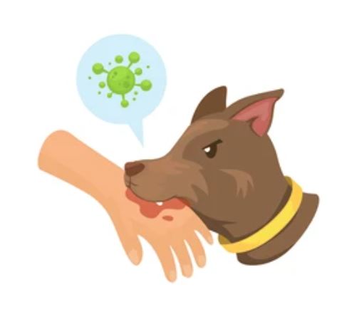 10 Signs na may Rabies Infection Pagkatapos makagat