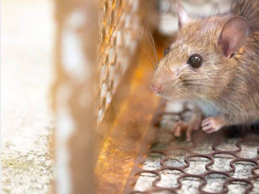 Ilang araw bago maramdaman ang sintomas ng Leptospirosis