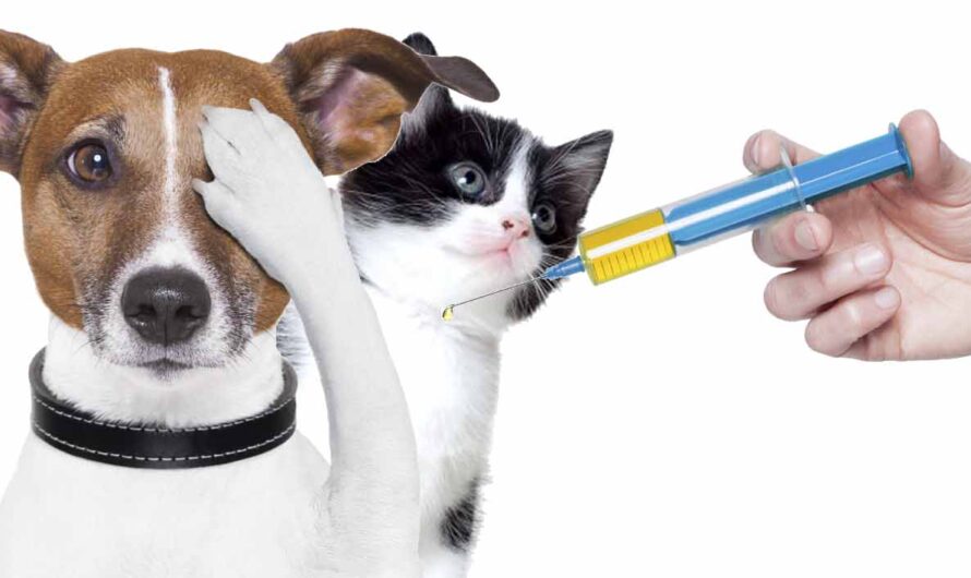 Pareho lang ba ang anti-rabies vaccine na turok para sa aso at pusa?